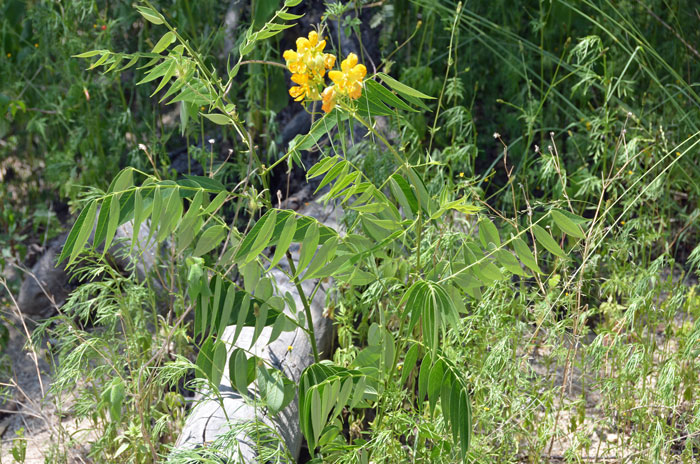 Woolly Senna is relatively rare in the United States where it is found only in southern Arizona and southwest New Mexico. Plants bloom from July to September. Senna hirsuta var. glaberrima